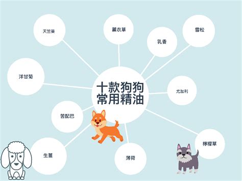 狗狗精油禁忌|请谨慎，这些天然精油对猫咪和狗狗也有伤害！